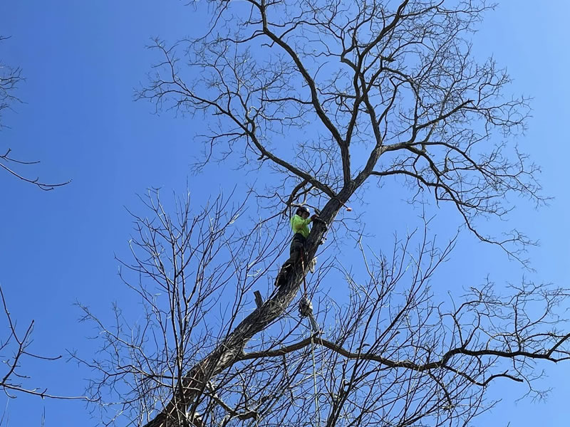 tree-pruning-orleans-cape-cod