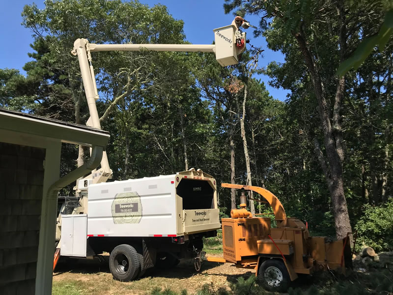 tree-removal-eastham-cape-cod