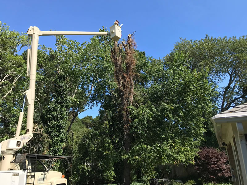 tree-removal-eastham-orleans-wellfleet-cape-cod