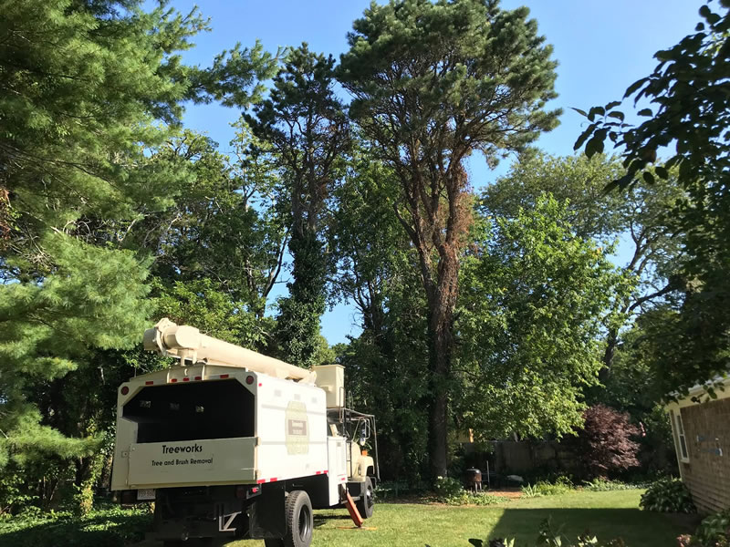 tree-removal-orleans-cape-cod